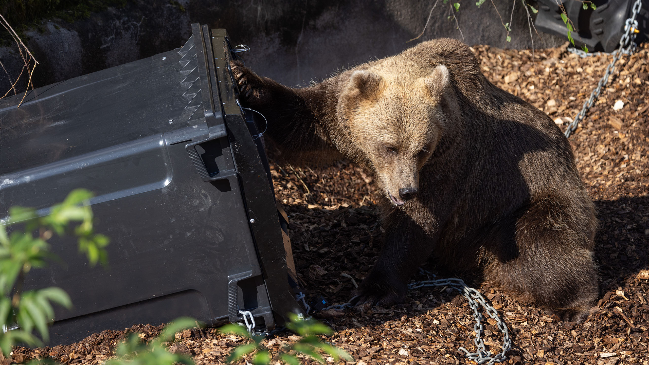 Karhunkestäviä roskiksia testattiin Korkeasaaressa