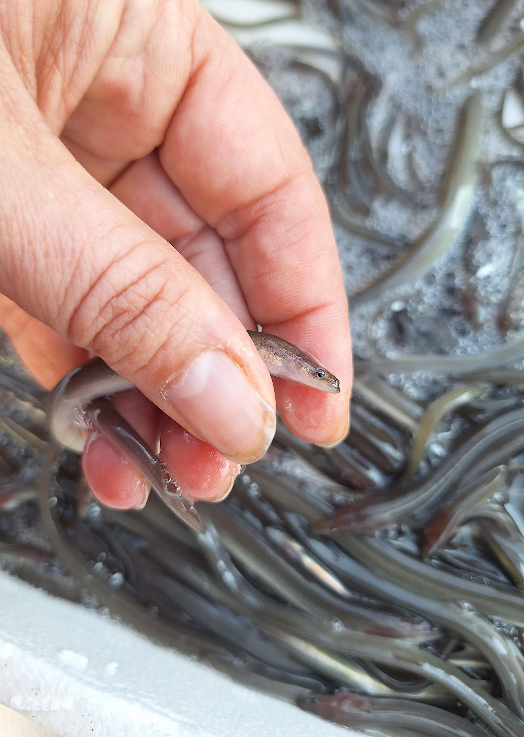 31 500 ranskalaista ankeriaanpoikasta sai uuden kodin Suomesta – kalastaja, muista ankeriaan rauhoitusaika ja ilmoitusvelvollisuus!