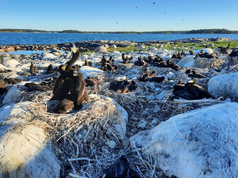 Suomen merimetsokannan kasvu taittui