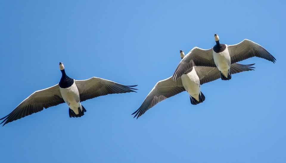 Valkoposkihanhien syysmuutto alkamassa