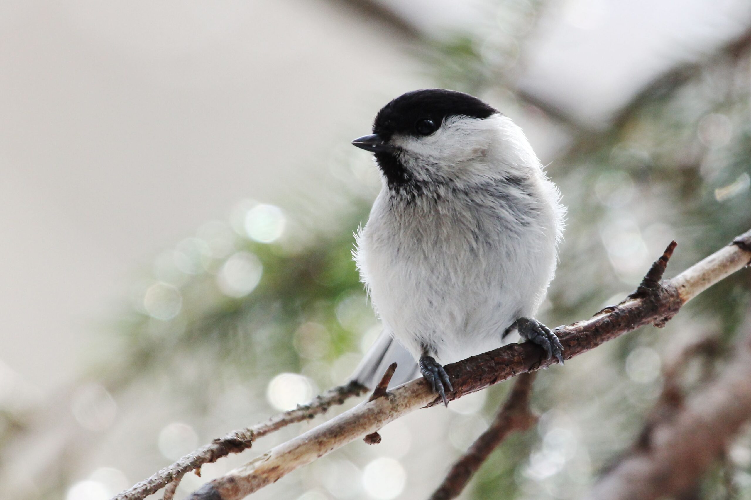 Taantuva hömötiainen joustaa – aikaistanut pesintää jo viikolla