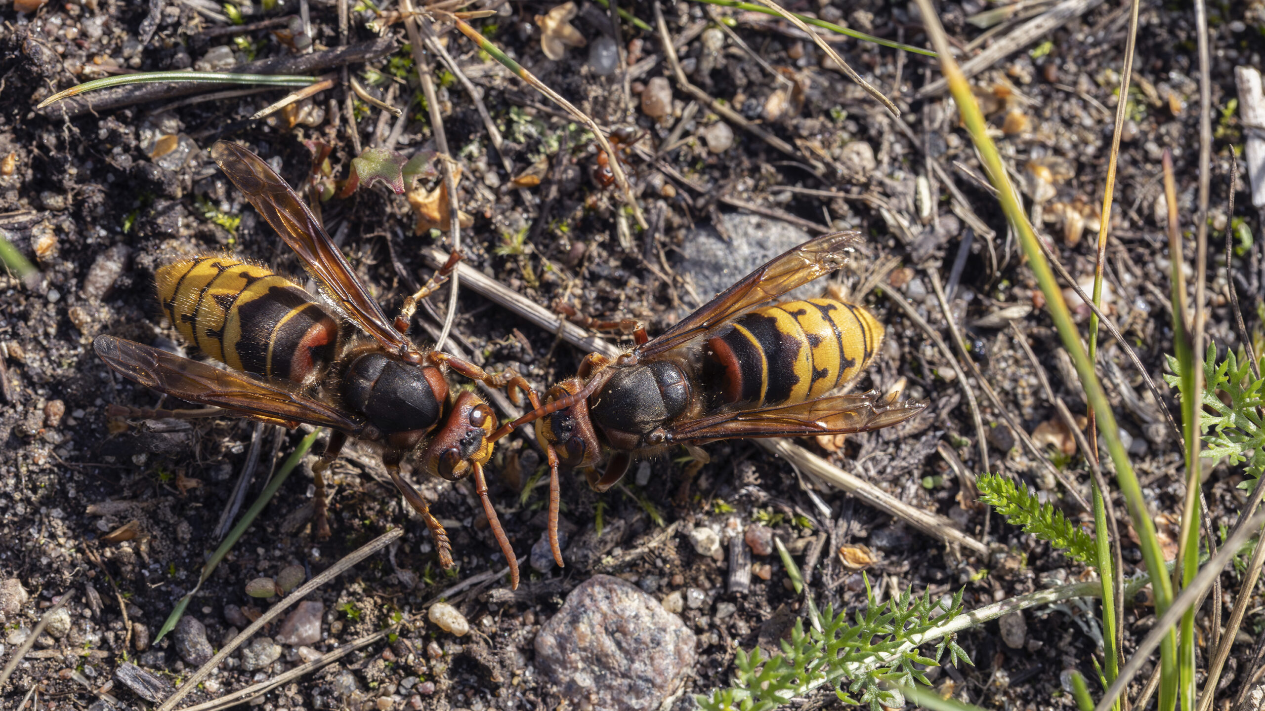 Vuoden 2025 hyönteinen on herhiläinen