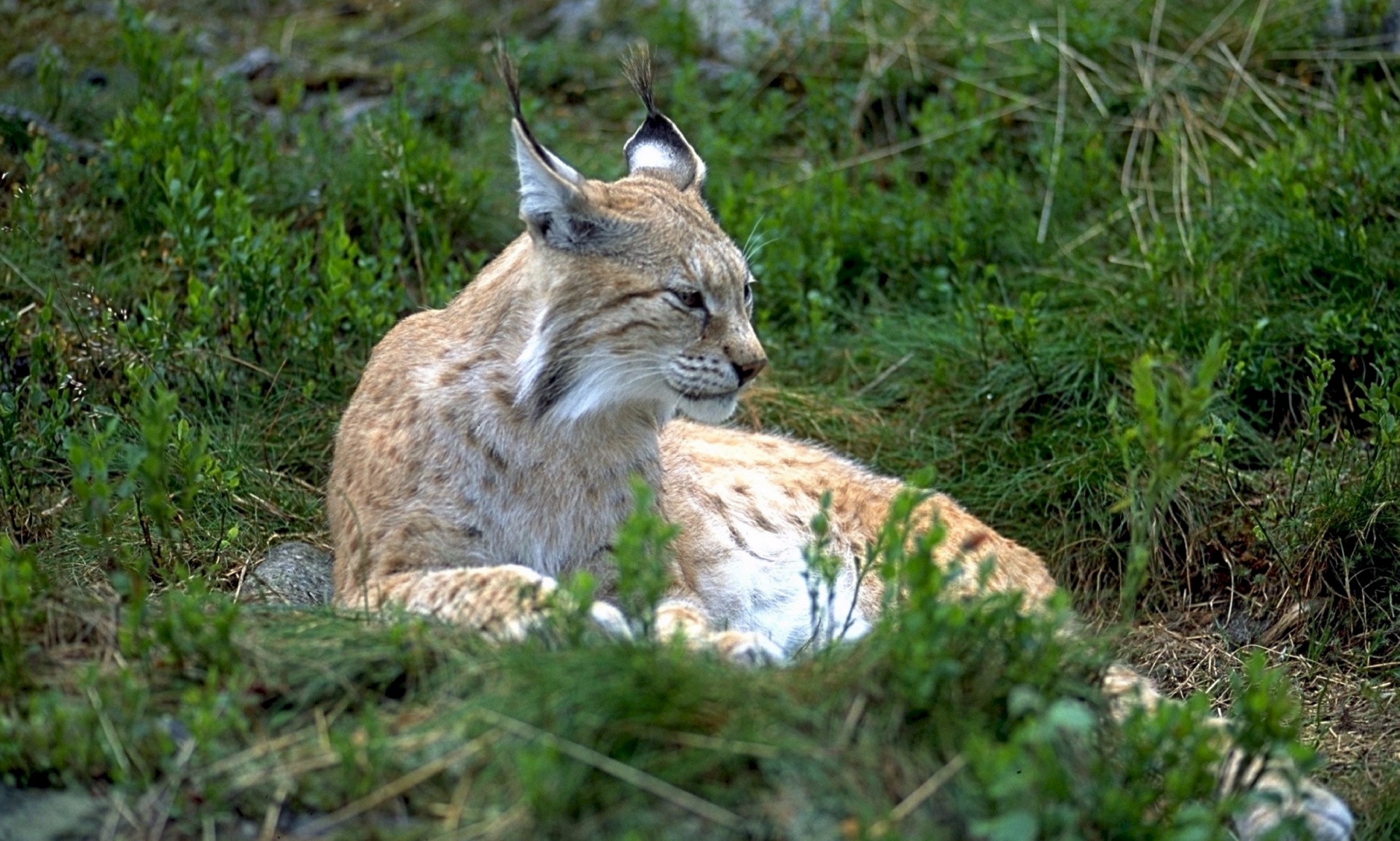 Ilveskanta on vahvassa kasvussa