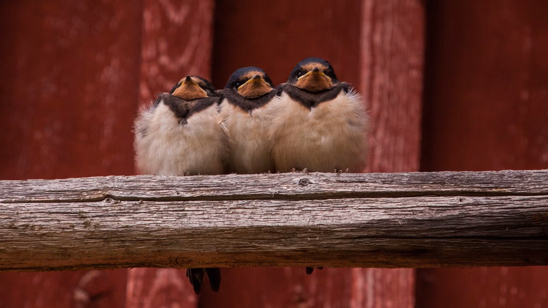 Yli 400 onnistunutta haarapääskyn pesintää – Arlan ja BirdLifen yhteistyöhanke jatkuu maitotilojen kannustamana