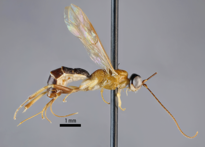 Tieteelle tuntematon hyönteissuku löytyi maapallon ”viimeiseltä rajaseudulta”