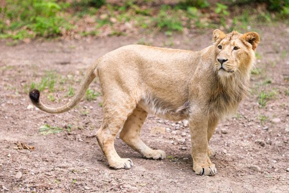 Korkeasaaren eläintarha: Korkeasaaren leijonalaumaan saapui nuori uros