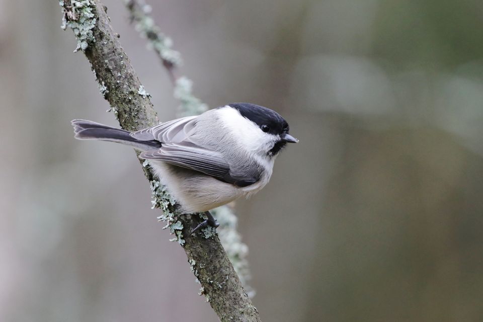 Metsänhakkuut heikentävät hömötiaisen pesimistulosta – mutta toivoakin on