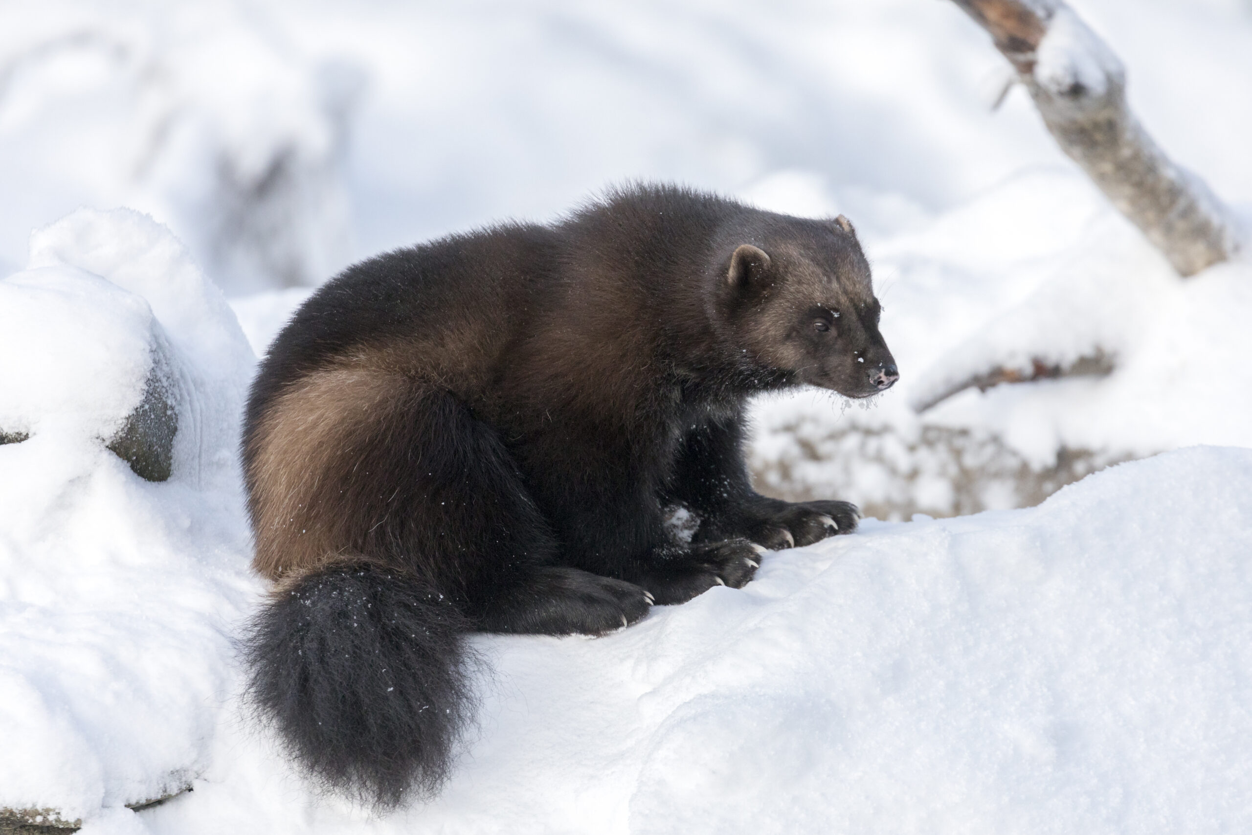 Ranuan eläinpuistossa syntyi neljä ahmanpentua – poikkeuksellisen suuri pentue