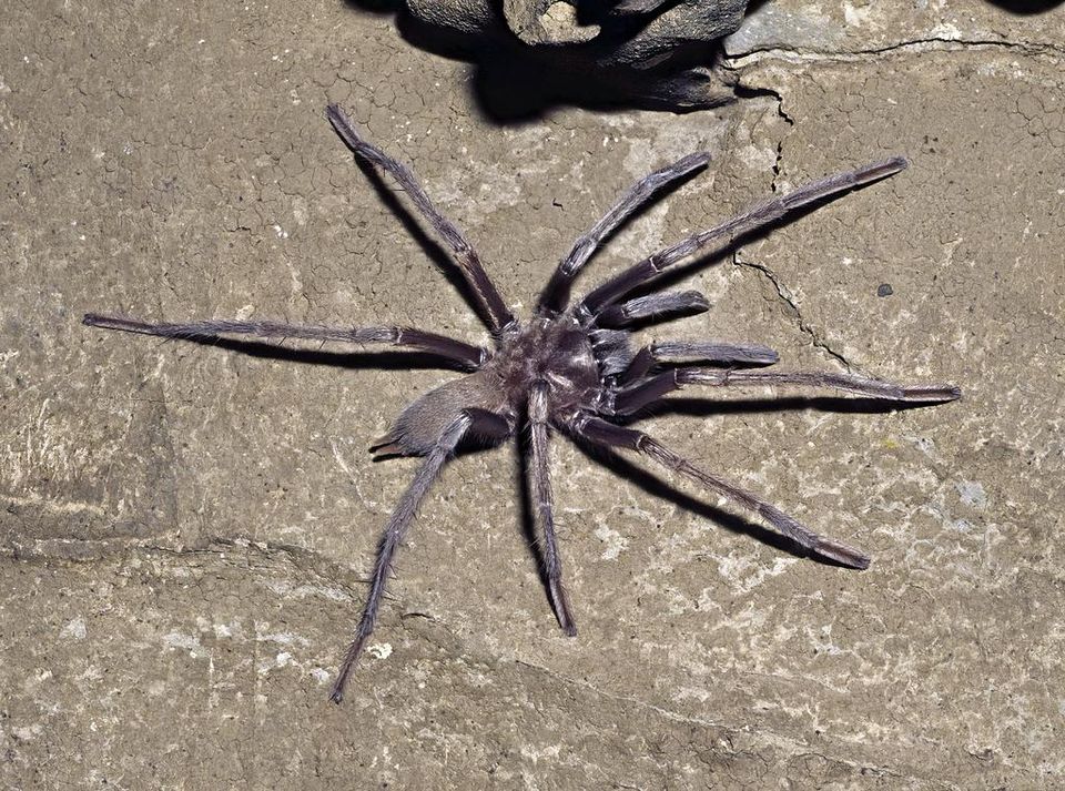 Tarantulat saattavat hyödyntää muistia ja opittua tietoa saalistaessaan ja hakeutuessaan piilopaikkoihinsa