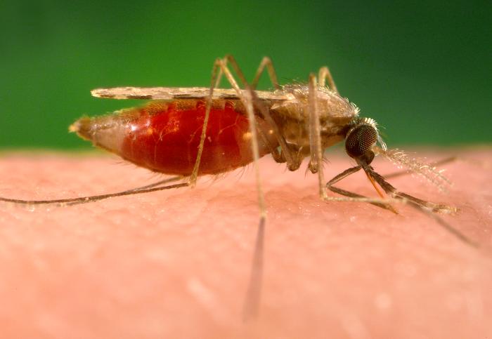 Kevätseuranta: Kevät on saapunut koko Suomeen – hyttyset kuoriutuneet Inarissa asti