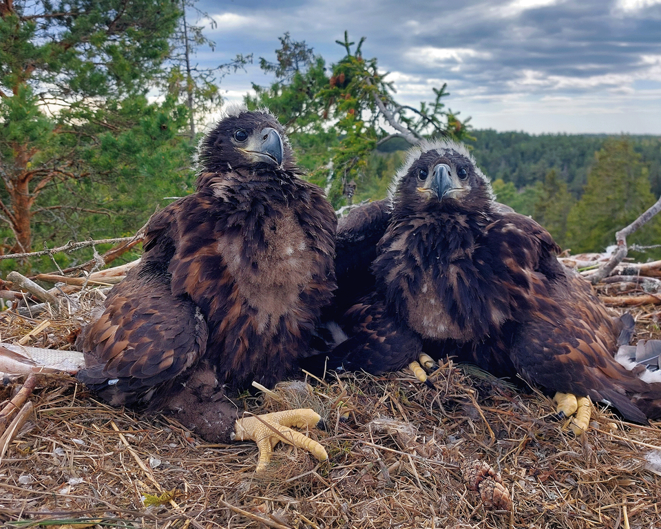 Väitös: Tiheä merikotkakanta heikentää pesimämenestystä