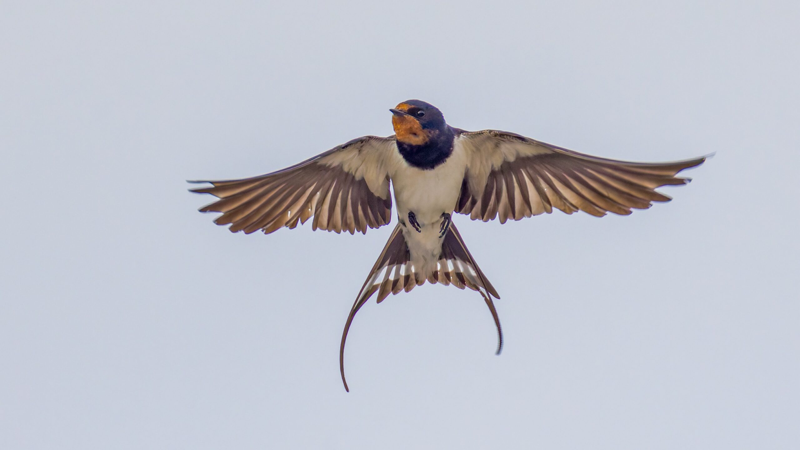 Pääskyt saapuivat – lintukevät etenee silti hitaasti
