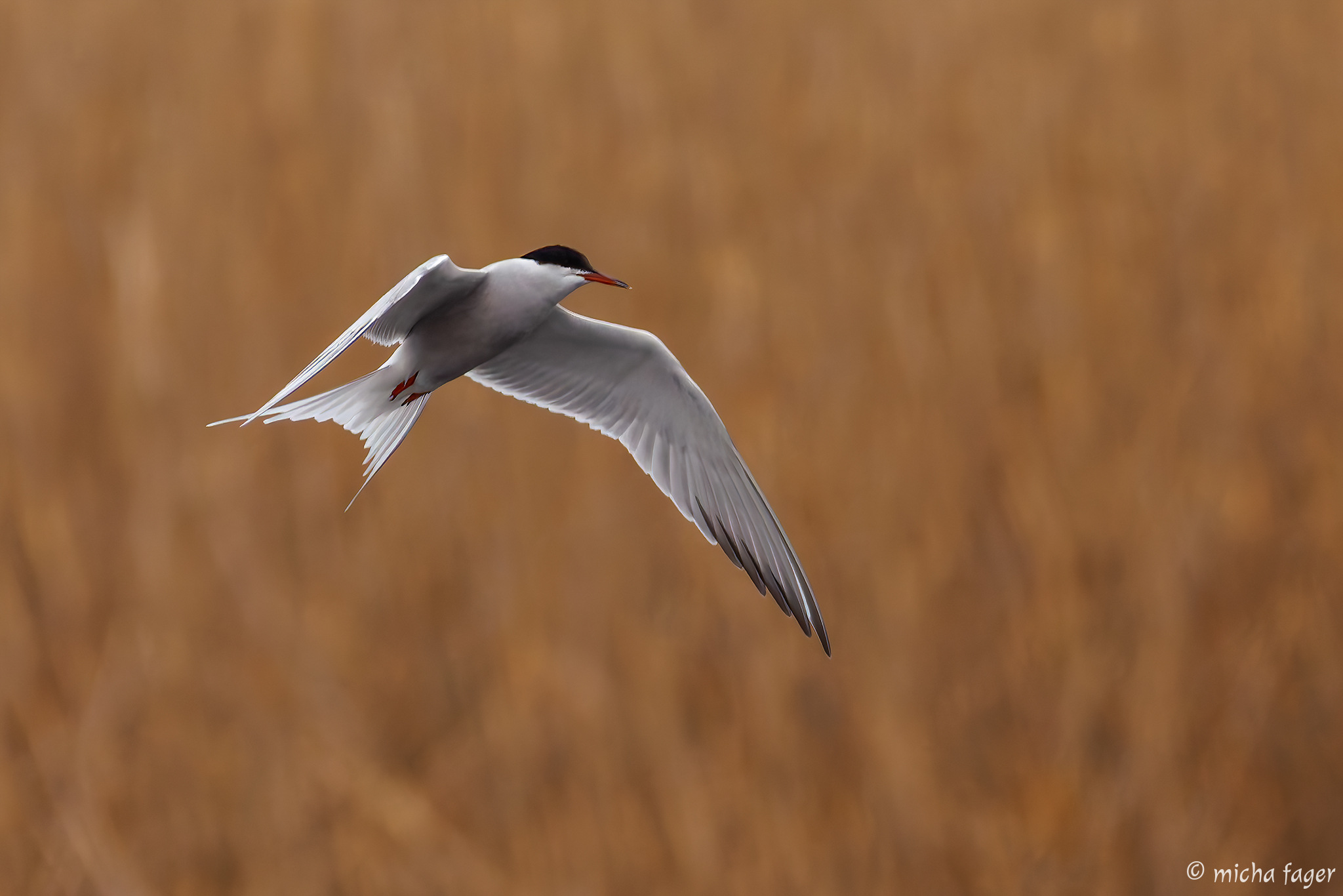 Kevään ensimmäiset kalatiirat ja Suomen toinen tammitikka