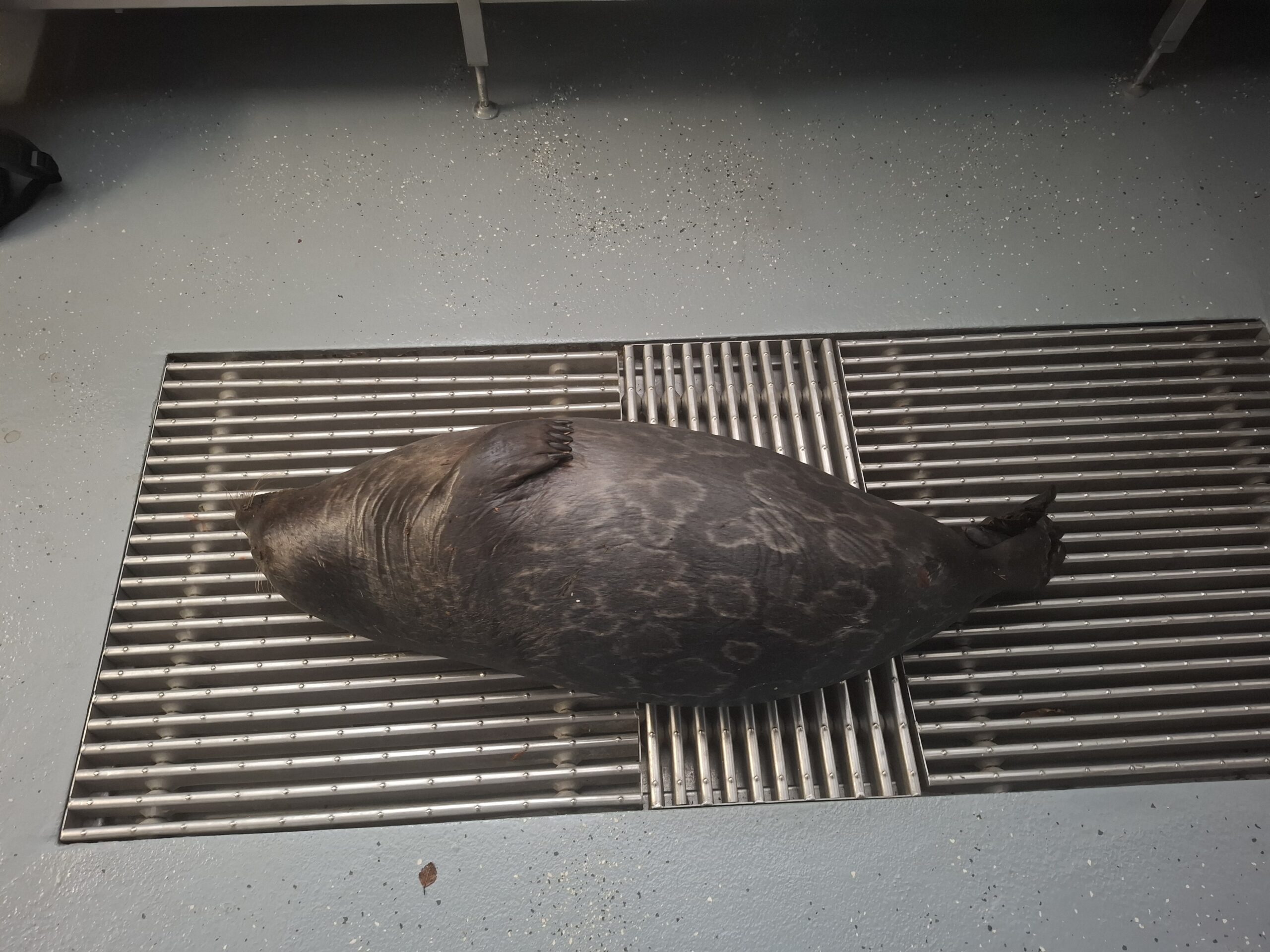 Huolestuttava alkuvuosi saimaannorpalle – saimaannorppanaaras hukkui haukiverkkoon Sulkavalla, jo kuudes pyydyskuolema tänä vuonna