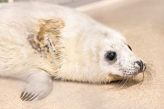 Korkeasaaren Villieläinsairaalassa hoidetaan kahta harmaahylkeen kuuttia